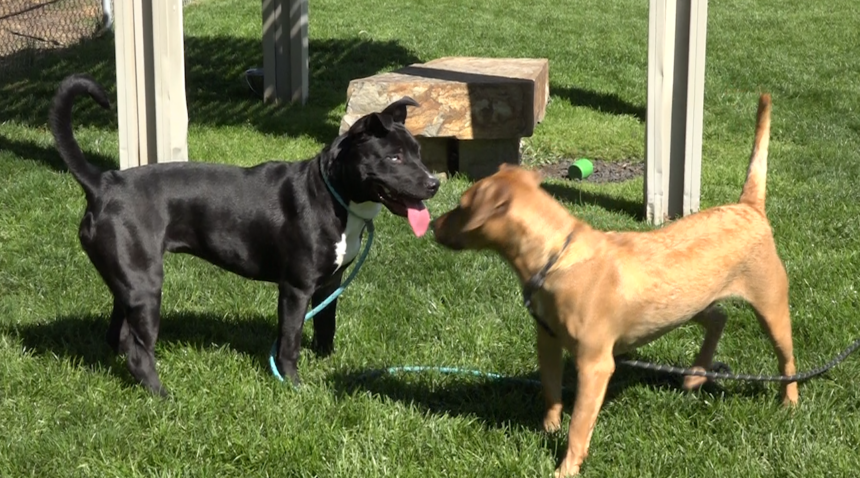 Clear the Shelters Humane Society of CO